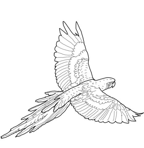 Flying Red And Green Macaw Coloring Page